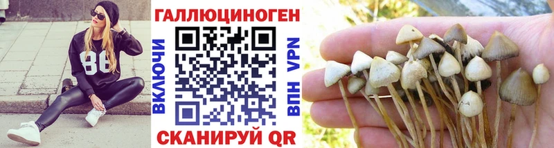 где продают   Оренбург  Псилоцибиновые грибы Psilocybine cubensis 